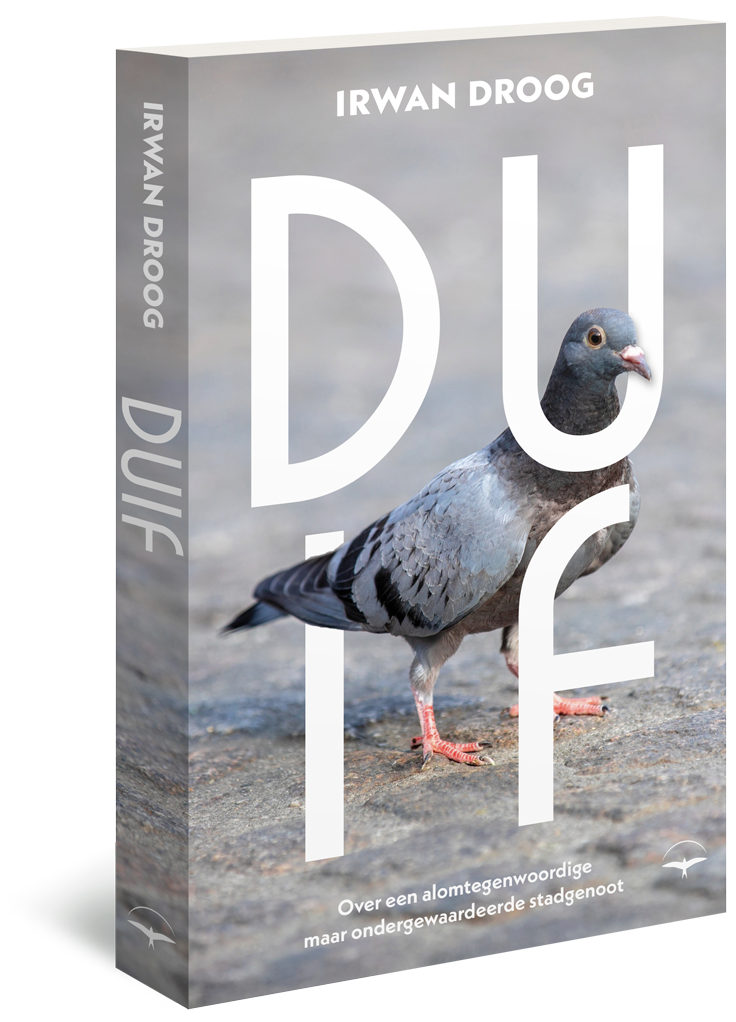 Duif