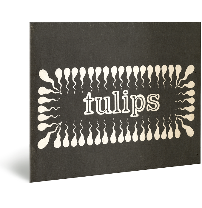 Tulips